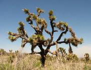 Click for large version